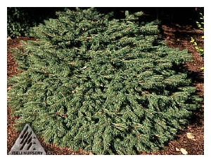 PICEA pungens'Mesa Verde'(Iseli)